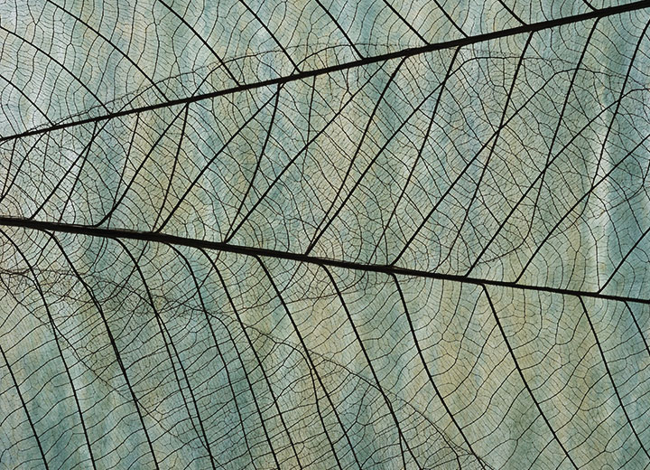 Projeto de Lei nº 2787/19: tipificação do ecocídio