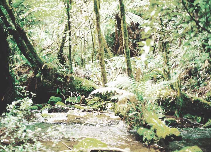Framework of environmental legislation in Brazil before and after the 1988 Federal Constitution