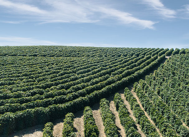Fiagro: após derrubada de vetos no Congresso Nacional, agronegócio ganha mecanismo de financiamento com atratividade fiscal para investidores