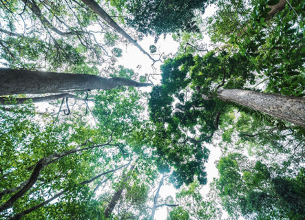Cetesb: new environmental licensing procedures