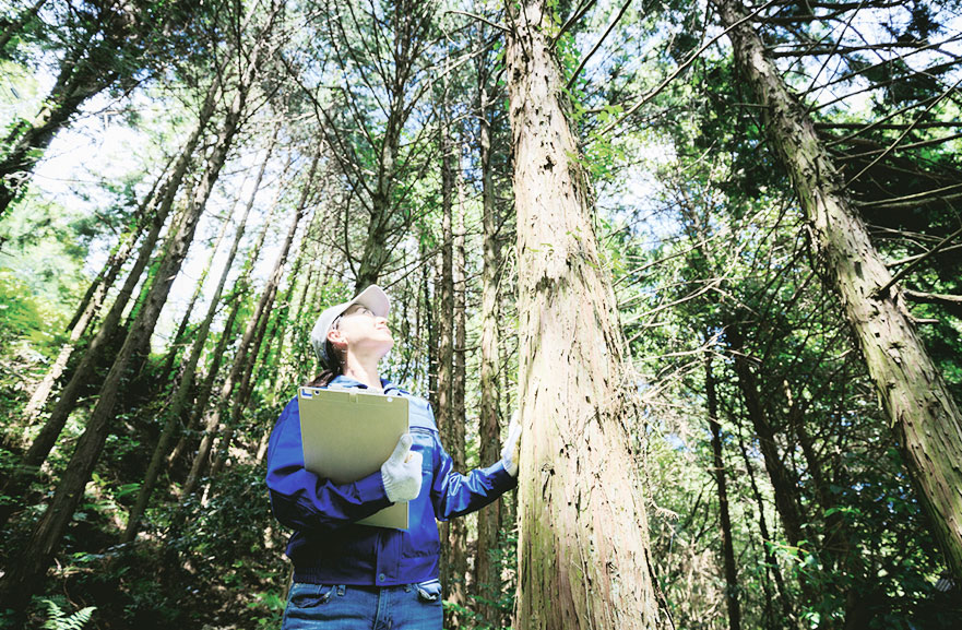 Visão inferior de fiscal ambiental, vestindo calça jeans, blusa azul e boné, olhando para a parte superior de um tronco de árvore dentro de uma floresta, cercada de outras árvores