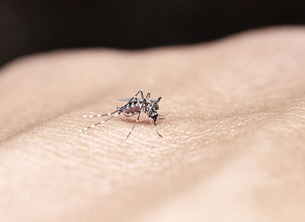 Mosquito da dengue