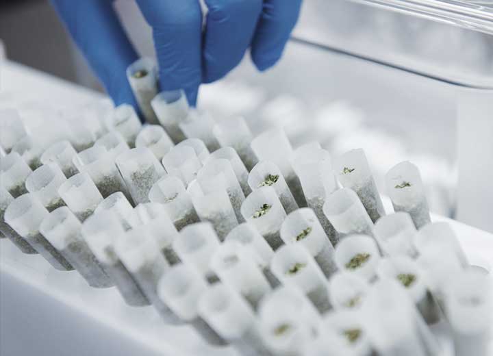 Regulamentação da Cannabis sativa para uso medicinal pode gerar mercado bilionário