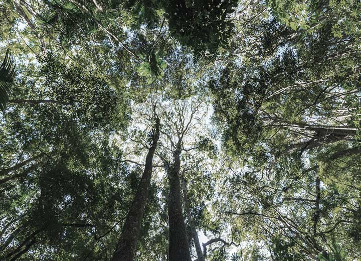 Regularização e adequação do acesso ao patrimônio genético segundo o novo marco legal da biodiversidade